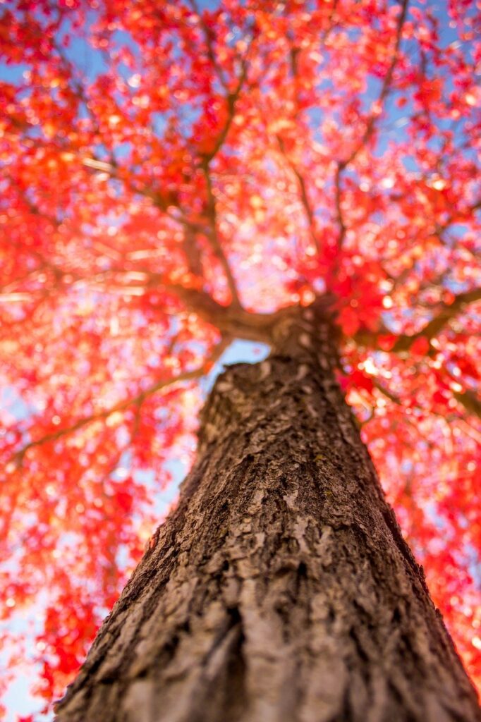 tree, trunk, fall-2834973.jpg